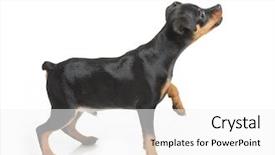  Presentation with persian miniature - Slide deck with minning - miniature pinscher puppy isolated background and a white colored foreground