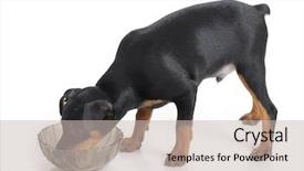  Presentation with persian miniature - Cool new PPT layouts with minning - miniature pinscher puppy isolated backdrop and a soft green colored foreground