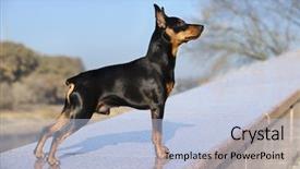  Presentation with persian miniature - Presentation theme enhanced with minning - miniature pinscher zwergpinscher min pin background and a light blue colored foreground