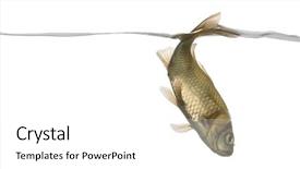  Presentation with under water concrete - PPT layouts with minnow swimming down under water background and a  colored foreground