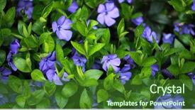  Presentation with plant - Colorful presentation enhanced with vinca minor plant with flowers backdrop and a forest green colored foreground