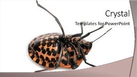  Presentation with italian - PPT theme featuring minstrel - italian striped-bug lying background and a white colored foreground