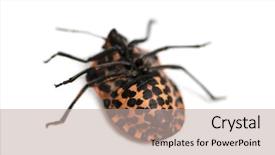  Presentation with italian - Colorful slide set enhanced with minstrel - italian striped-bug lying backdrop and a mint green colored foreground