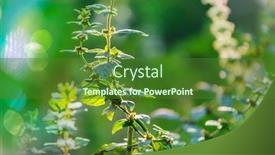  Presentation with home garden - Cool new theme with mint-flowers-in-home-garden backdrop and a forest green colored foreground