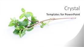  Presentation with green leaf - Theme consisting of mint-green-leaf-on-branch background and a white colored foreground
