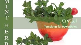  Presentation with title - Slides featuring mint herb leaf sprigs in a red mortar with pestle over white with title over green background background and a tawny brown colored foreground