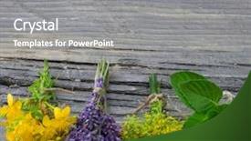  Presentation with mint - Amazing PPT layouts having mint lavender and st john backdrop and a gray colored foreground