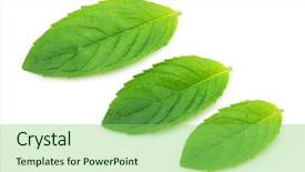  Presentation with peppermint - PPT theme enhanced with mint leaf - fresh leaves of peppermint background and a seafoam green colored foreground