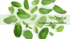  Presentation with lemon - Slide deck featuring mint leaf - fresh lemon balm leaves background and a mint green colored foreground