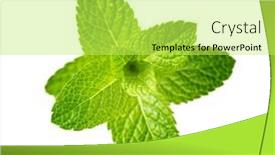  Presentation with mint - Presentation theme having mint-leaf-fresh-mint background and a yellow colored foreground