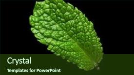  Presentation with mint - Slides having mint leaf on black background background and a tawny brown colored foreground