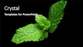  Presentation with black pediatrics - PPT layouts with mint leaf on black background background and a black colored foreground