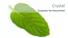  Presentation with mint - Cool new presentation theme with mint-leaf-on-white-background backdrop and a white colored foreground