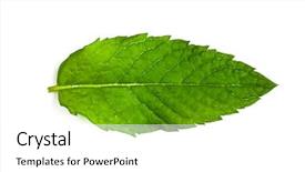  Presentation with drugs medical cannabis leaf - Slide deck enhanced with mint leaf on white background background and a  colored foreground