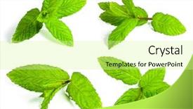  Presentation with isolated fall oak leaf - Cool new PPT theme with mint leafs isolated on white backdrop and a  colored foreground