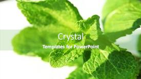  Presentation with mint - 