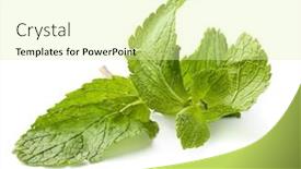  Presentation with mint - Amazing PPT theme having mint leaves isolated on white backdrop and a blonde colored foreground