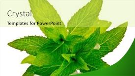  Presentation with mint - Presentation theme with mint-leaves-isolated-on-white background and a  colored foreground