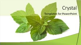  Presentation with mint - Beautiful presentation theme featuring mint leaves isolated over white background kitchen herbs backdrop and a yellow colored foreground