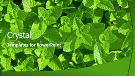  Presentation with mint - Slides with mint leaves on garden background and a forest green colored foreground
