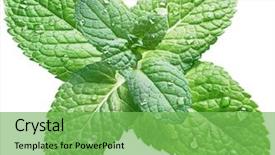  Presentation with water drops - Presentation theme consisting of mint leaves with water background and a seafoam green colored foreground