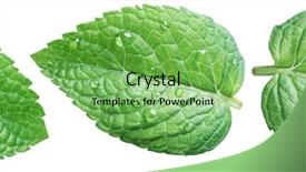  Presentation with water drops - Amazing PPT theme having mint leaves with water backdrop and a seafoam green colored foreground