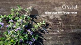  Presentation with mint - Cool new slide deck with european pennyroyal also called mosquito backdrop and a gray colored foreground
