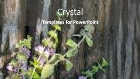  Presentation with mint - Amazing slide set having mint mentha pulegium commonly european pennyroyal also called mosquito plant and pudding grass vintage wooden background backdrop and a dark gray colored foreground