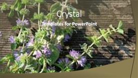  Presentation with mosquito - Presentation design consisting of mint mentha pulegium commonly european pennyroyal also called mosquito plant and pudding grass vintage wooden background background and a tawny brown colored foreground