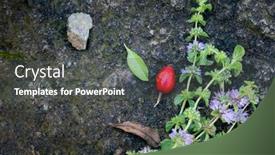  Presentation with mint - Amazing slide set having mint-mentha-pulegium-commonly-european backdrop and a dark gray colored foreground