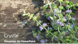  Presentation with mint - Slide set featuring mint-mentha-pulegium-commonly-european background and a gray colored foreground