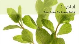  Presentation with mint - Audience pleasing presentation theme consisting of mint-plant-isolated backdrop and a yellow colored foreground