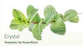  Presentation with stem - Presentation with mint-stem-mentha-spicata-isolated background and a soft green colored foreground