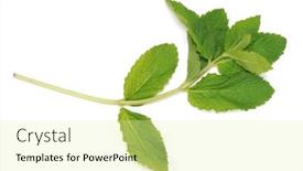  Presentation with mint pink - Slide deck featuring mint background and a blonde colored foreground