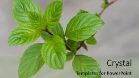  Presentation with engineering robotics development closeup electronics - Slide deck featuring minti green - closeup of homegrown carinthian mint background and a seafoam green colored foreground