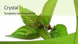  Presentation with mint - Amazing PPT layouts having minti green - leaf of mint isolated backdrop and a  colored foreground