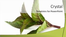  Presentation with mint - Colorful presentation theme enhanced with minti green - leaf of mint isolated backdrop and a  colored foreground