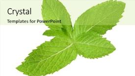  Presentation with octopus on isolated white - Theme featuring minti green - sprig of mint cutout isolated background and a  colored foreground