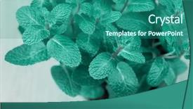  Presentation with mint - Presentation featuring minti green - turquoise mint plant grow shallow background and a ocean colored foreground
