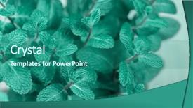  Presentation with turquoise - Cool new presentation design with minti green - turquoise mint plant grow shallow backdrop and a ocean colored foreground