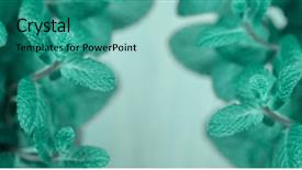  Presentation with mint - Presentation theme consisting of minti green - turquoise mint plant grow shallow background and a teal colored foreground