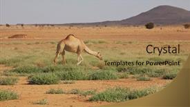  Presentation with camo desert - Presentation design enhanced with mirage - camel in sand desert background and a coral colored foreground