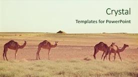  Presentation with camel - Colorful presentation enhanced with mirage - camel in warm desert backdrop and a cream colored foreground