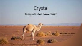  Presentation with mirage - Colorful presentation enhanced with mirage - camel in warm desert backdrop and a light blue colored foreground