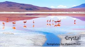  Presentation with amsterdam historical beautiful view - Audience pleasing slide deck consisting of mirage - sunshine view of beautiful flamingos backdrop and a light blue colored foreground