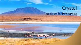  Presentation with amsterdam historical beautiful view - PPT theme featuring mirage - sunshine view of beautiful flamingos background and a cyan colored foreground