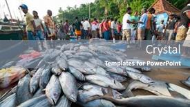  Presentation with tsunami - Amazing PPT theme having mirissa-sri-lanka-april-10 backdrop and a gray colored foreground