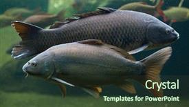  Presentation with mirror - Slides featuring eurasia - mirror carp cyprinus carpio carpio background and a tawny brown colored foreground