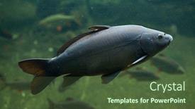  Presentation with mirror - Amazing slide deck having mirror carp cyprinus carpio carpio wild life animal backdrop and a tawny brown colored foreground