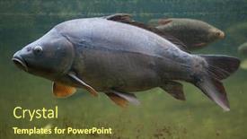  Presentation with mirror - Audience pleasing PPT layouts consisting of mirror carp cyprinus carpio carpio backdrop and a tawny brown colored foreground